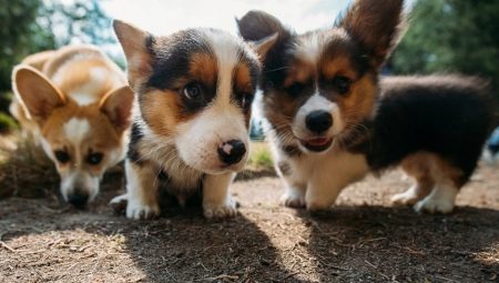 Corgi: description, character, types and colors, contents