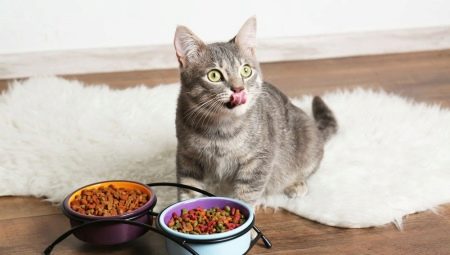 Cat and cat food: types, manufacturers rating and selection rules
