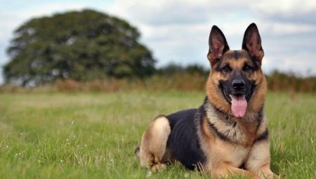 Beautiful nicknames for shepherd dogs