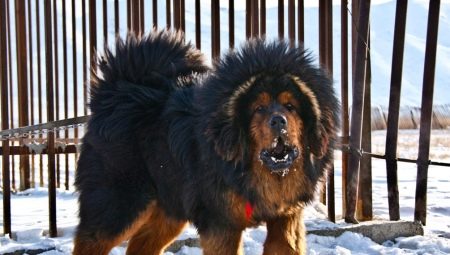 Large dog breeds: common features, rating, selection and care