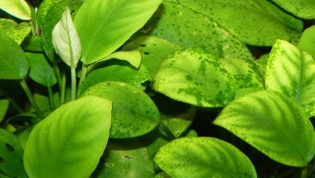 Xenococus: description, struggle, prevention