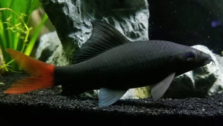 Labeo bicolor: features, care, reproduction