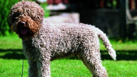 Lagotto-Romagnolo: features of the breed and conditions for its maintenance