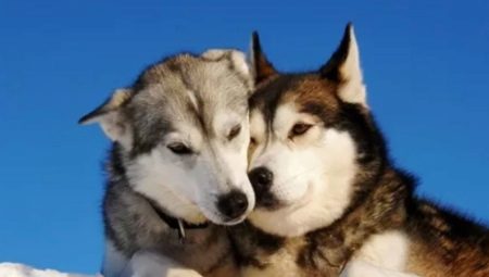 Is a husky a husky or not? Features of breeds and their differences