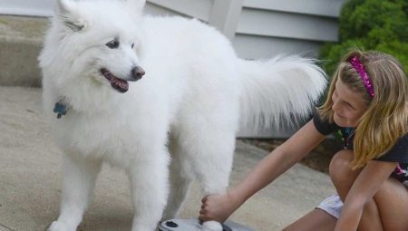 Paw washes for dogs: what are the varieties and how to use them?