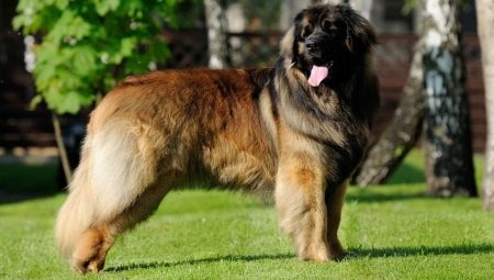 Leonberger: breed characteristics and rules for keeping dogs