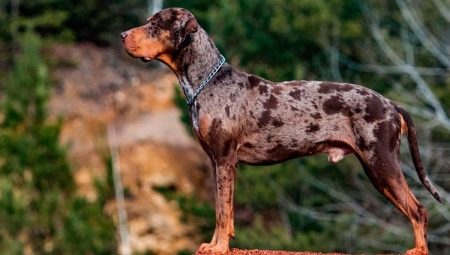 Leopard dog katahula: description, advantages and disadvantages, temperament, rules of care