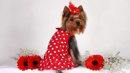 Best nicknames for dog girls