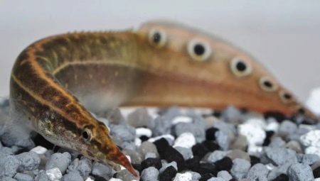 Macrognatus: description, types, content and care