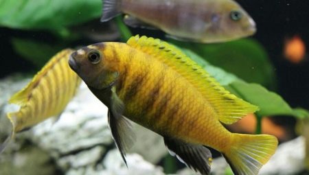 Malawian cichlids: types, description, content and care