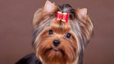 Small dog breeds for an apartment: an overview and secrets of keeping dogs