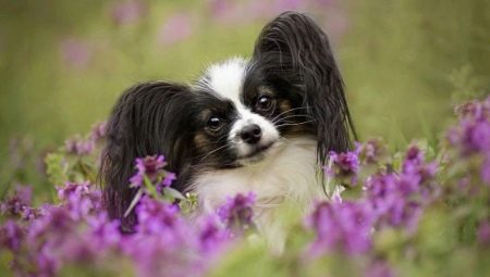 Small dog breeds