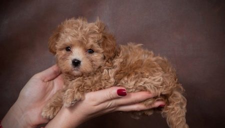 Maltipu: all about the dog breed