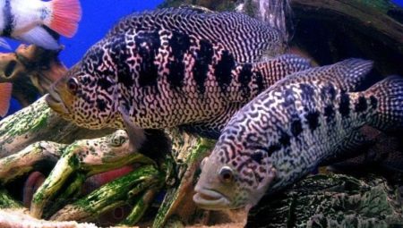 Managuan cichlazoma: description, content and compatibility