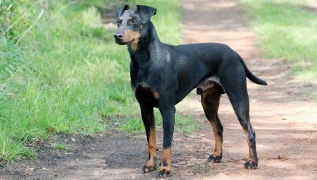 Manchester Terrier: descrição, alimentação e cuidados