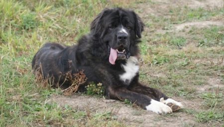 Medelyan dog: history of the breed