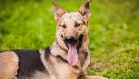 Sheepdog mestizo: features, types and selection tips