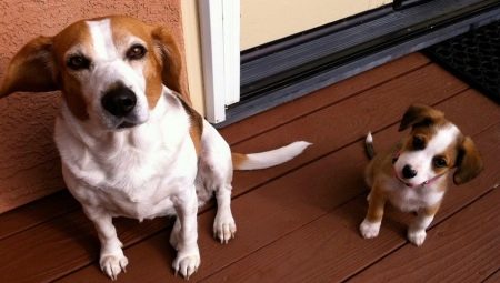 Puppy and adult dog metrics: what is it and how to fill it?