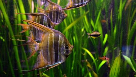 Peaceful aquarium fish: description and selection