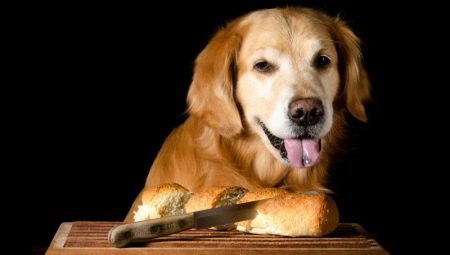 Can dogs be given bread and what is the best way to feed them?