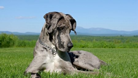Great Dane: Breed and Dog Care Features