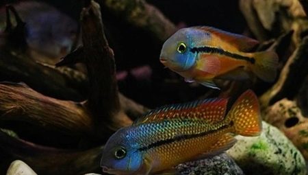Nicaraguan cichlomas: description, care, breeding, compatibility
