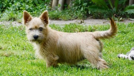 Norwich Terrier: caracteristicile rasei și secretele conținutului său