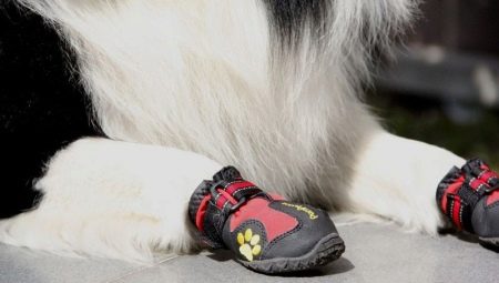 Dog shoes: types and recommendations for choice