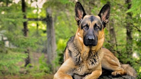 Review of German dog nicknames