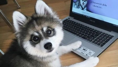 Overview of New Dog Breeds