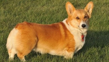 Overview of dog breeds without a tail