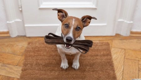 Overview of dog breeds that you should not walk with