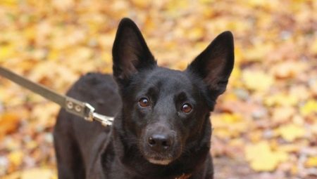 Gennemgang af russiske kaldenavne til hunde