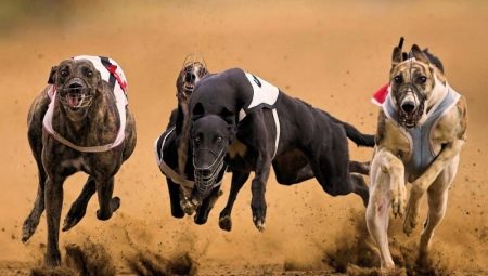 Overview of the fastest dogs in the world