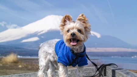 Clothing for dogs: varieties and features of choice