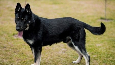 Guard breeds of dogs: types, selection and training