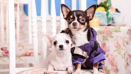 Šunų kvapo neturinčių šunų veislių aprašymas