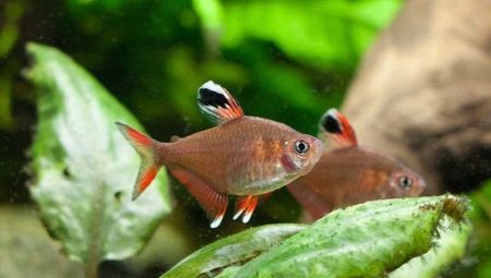 Ornatus: types and contents