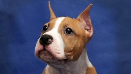 Features of stopping the ears of the Staffordshire Terrier