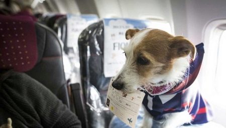 Features of transporting dogs on an airplane