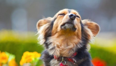 Dog Psychology Features