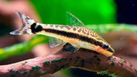 Ototsinklusy: characteristic, varieties, care and reproduction