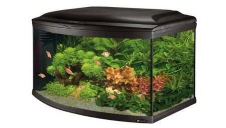 Panoramic aquariums: features, varieties, selection and maintenance
