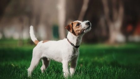 Parson Russell Terrier: description of the breed and features of its content