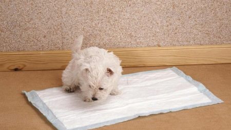 Diapers for puppies: types and selection criteria