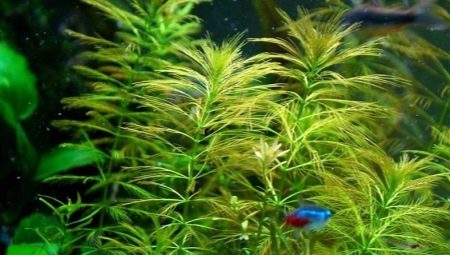 Cinnamon dots: varieties with description, selection, care