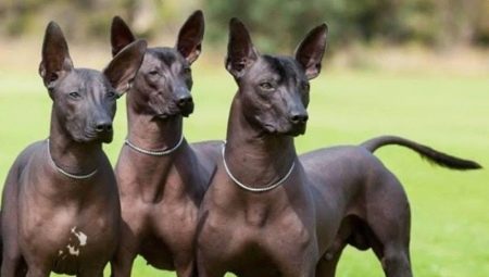 Peruvian hairless dogs: description of the breed, rules for its maintenance