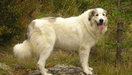 Pyrenean Mountain Dog: Characterization and Breeding