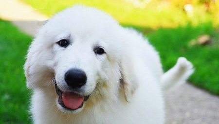 Pyrenees mountain dog: breed characteristics and care features