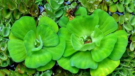 Pistia: aquarium plant species and contents